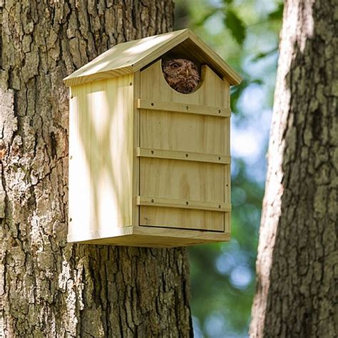 owl nesting box distribution|backyard screech owl nesting box.